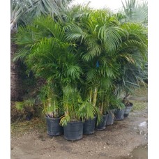 Areca Palm 25 Gallon Areca Palm 25 Gallon